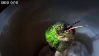 Snoring Hummingbird  Super Cute Animals Preview  BBC One [upl. by Ahsieni]