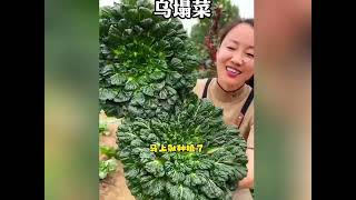 蔬菜种子 蒜苗种子 芹菜种子 芦笋种子 香葱种子 [upl. by Hailed]