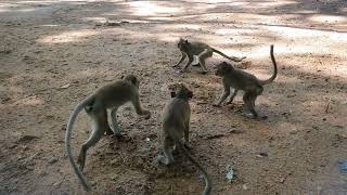 Pigtail 🐒🐒 and long tail monkey got some peanut 🥜🥜 for food MWL171 [upl. by Adirem]