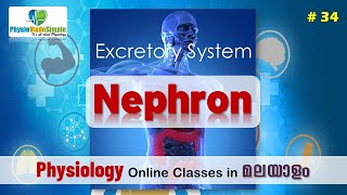 Ep34  Nephron humanphysiology malayalam excretorysystem [upl. by Ydnolem]