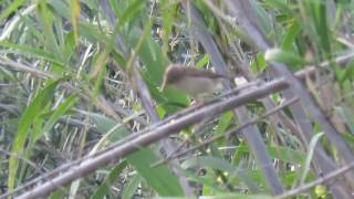 Western Olivaceous Warbler  Isabelline Warbler [upl. by Ekyt]