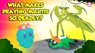 Praying Mantis  Deadliest Insect Ever  Kung Fu Mantis  Insects That Camouflage  Dr Binocs Show [upl. by Peterman]