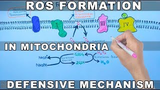 ROS Formation in Mitochondria and Defensive Mechanism [upl. by Latrena483]