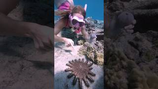 Real life Little Mermaid Crown Of Thorns Starfish [upl. by Oni]