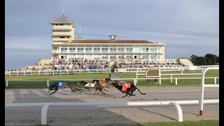 Greyhound Trader Towcester Puppy Derby Sales [upl. by Martica]