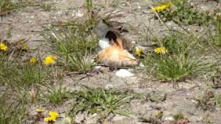 Killdeer faking injury [upl. by Rodenhouse964]