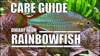 Dwarf Neon Rainbowfish Species Profile Care Guide Aquarium Tropicalfish Tank Boesemans [upl. by Otokam934]