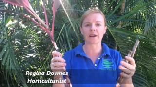 How to Prune your Cordyline rubra [upl. by Coriss]