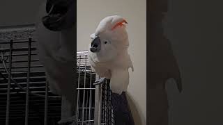 Angry Cockatoo [upl. by Shum978]