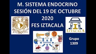 M Sistema Endocrino Sesión del Lunes 19 de Octubre del 2020 [upl. by Assilana500]