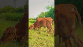 Cow itting cow animals funny hamba comedy caw azanimalltv [upl. by Annayt]