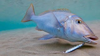 Big Spangled Emperor Sheri  Fishing in Qatar [upl. by Tan]