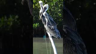 Brown Pelicans shorts wildlife [upl. by Biddle872]