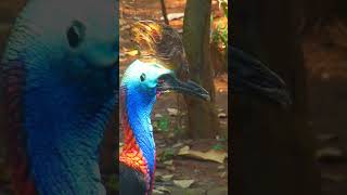 beautiful cassowary [upl. by Enahpad325]