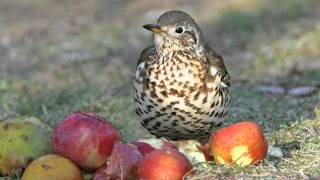 Know your thrushes  Song and Mistle [upl. by Rance]