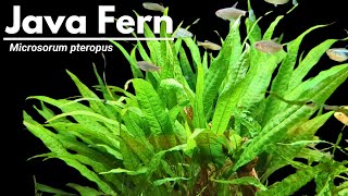 Ultimate Java fern care guide Its so EASY to grow [upl. by Notnilk]