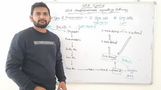 GPCR in Vision Rhodopsin Signalling PathwayCSIR NET [upl. by Ahsaek]