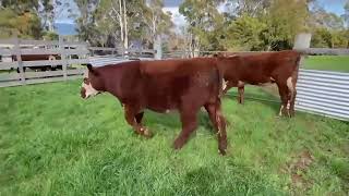 Monks Heifer Yearlings nm [upl. by Enoved]