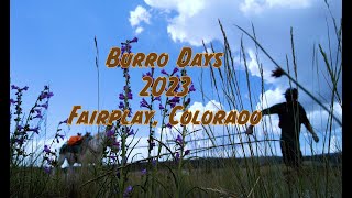 Burro Days 2023 Fairplay Colorado Burro Race and Llama Rama Walk through Tour Burro Museum Crafts [upl. by Averir]