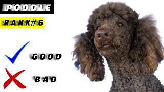 Standard Poodle Pros And Cons  The Good And The Bad [upl. by Sulihpoeht32]