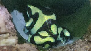 Dendrobates auratus ухаживает за своим потомством [upl. by Yve]