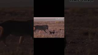 Honey Badger VS Lion honeybadger lion animalsfightingcompilation [upl. by Chloris]