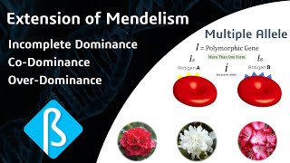 Extension of Mendelism – Incomplete Dominance CoDominance amp Over Dominance BI06 [upl. by Kruger]