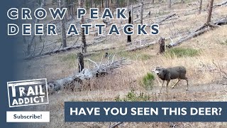 Crow Peak Deer Attacks  That Was A Close One [upl. by Mairhpe]