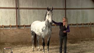 Training Dutch show jumper When Horses Choose by Mia Lykke Nielsen [upl. by Malan]