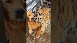 The most dangerous and safest golden retrievers animals shortvideo dog tiger [upl. by Sura]