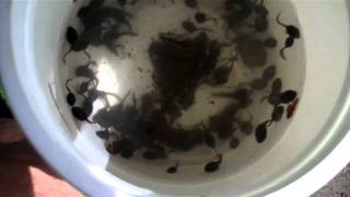 Tadpoles in bucket [upl. by Nolat36]