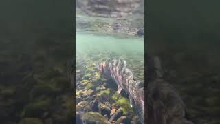 Fly fishing chronicles flyfishing flyfishingmissouri [upl. by Joette]