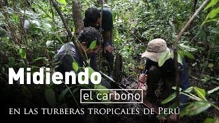 Midiendo el carbono en las turberas tropicales de Perú [upl. by Aneral]