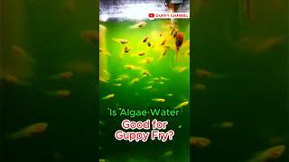 Is Algae Water Good for Guppy Fry  aquarium guppyfishtank fishtank chill [upl. by Ahsrats]