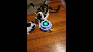 Two calicos and a cat toy [upl. by Warrin]