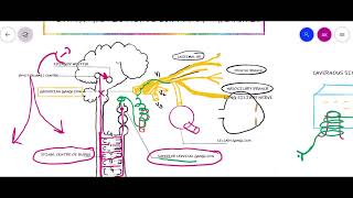 PUPILLARY LIGHT REFLEX  PARASYMPATHETIC amp SYMPATHETIC SUPPLY Of PUPIL [upl. by Dilaw]