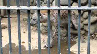 Hyena eats up rib bone in 60 seconds [upl. by Eissim]