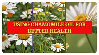 Why Should You Consider Using Chamomile Oil for Health [upl. by Ursas]