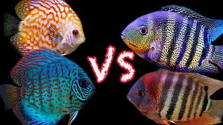 Discus vs Severums Which is The Better Centerpiece Fish [upl. by Sivrad]