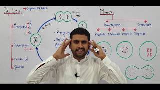 Ch 21 Lec 1 Cell Cycle Fsc Ch21 UrduHindi lecture MDCAT NEET NCERT Preparation By M Bilal Ch [upl. by Anaitat]