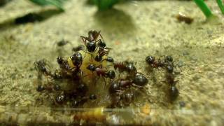 AntsCanada Ant Movie HD Random Scenes of a Camponotus noveboracensis Colony [upl. by Hnamik707]