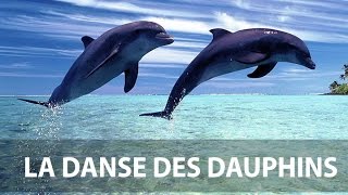 Danse des dauphins [upl. by Pulling]