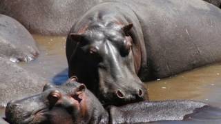 Hippos in Kenya [upl. by Farrar]