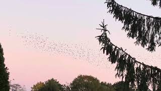 Starling murmuration [upl. by Lovato506]