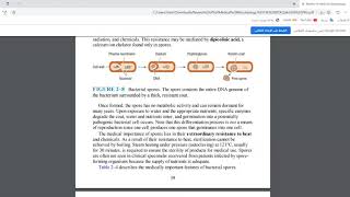 10 Bacterial Spore بالعربي [upl. by Ahsita801]