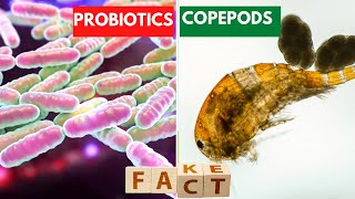 How Probiotics Boost Copepods In Synbiotic Shrimp Farming [upl. by Ewold]