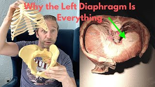 Why You Have to Breathe with Your Left Diaphragm and why sensory confusion prevents it [upl. by Noah]