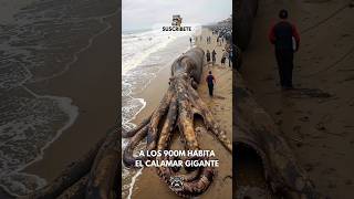 ¿QUE HAY EN LAS PROFUNDIDADES DEL OCEANO  MONSTRUOS MARINOS 🚨😳 [upl. by Manvell]