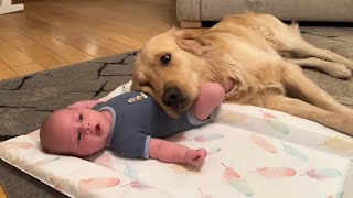 Golden Retriever Adopts Adorable Baby As His Own Cutest Ever [upl. by Aennyl]