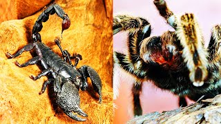 ESCORPION Emperador vs TARANTULA Goliath  ¿Quién Ganaría  EPIC VERSUS 🕷🆚️🦂 [upl. by Doll]